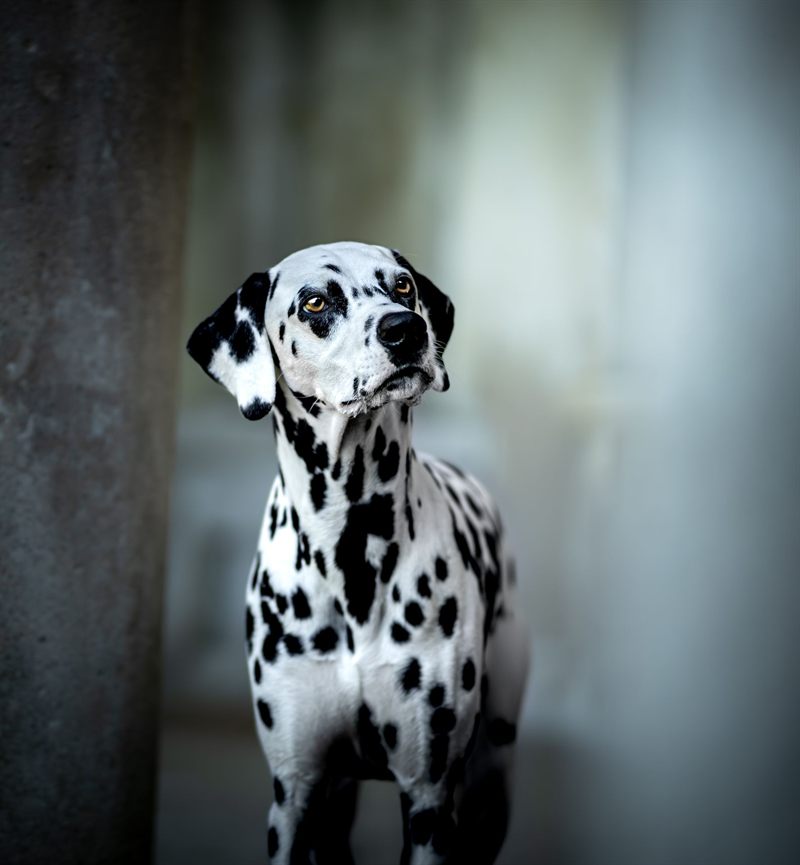 Dalmatian photo