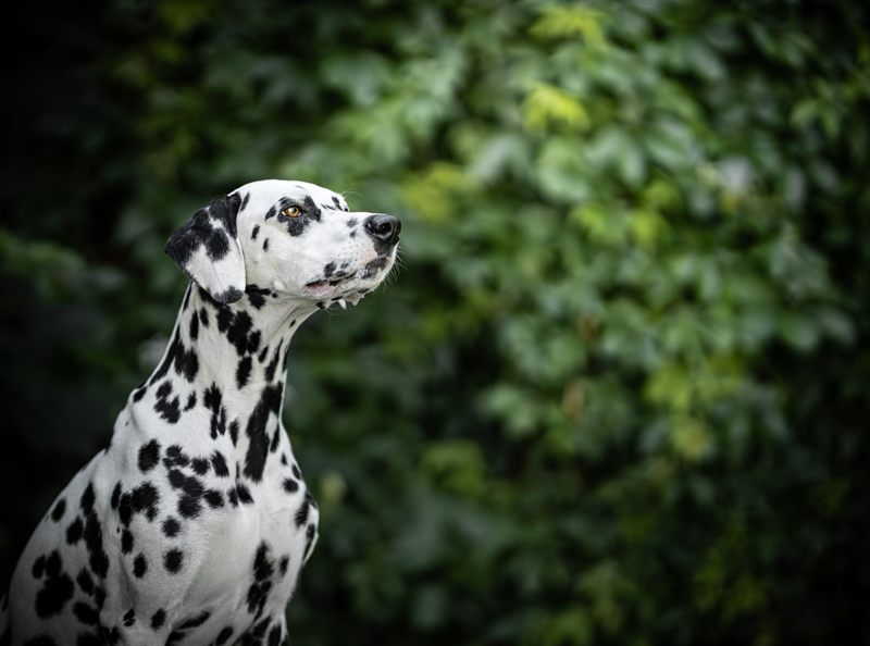 Dalmatian