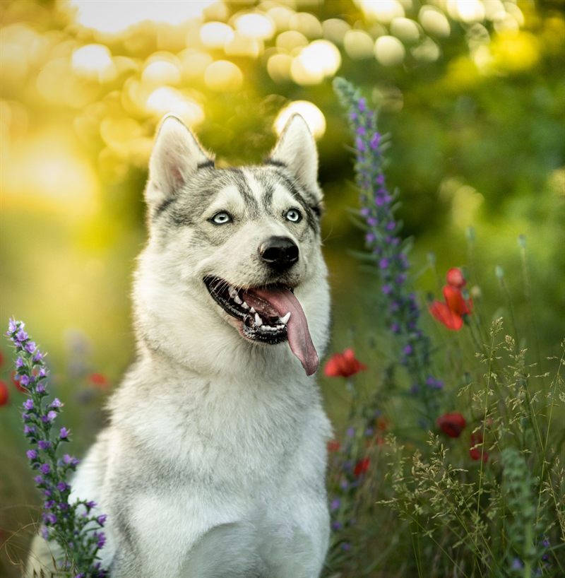 Husky