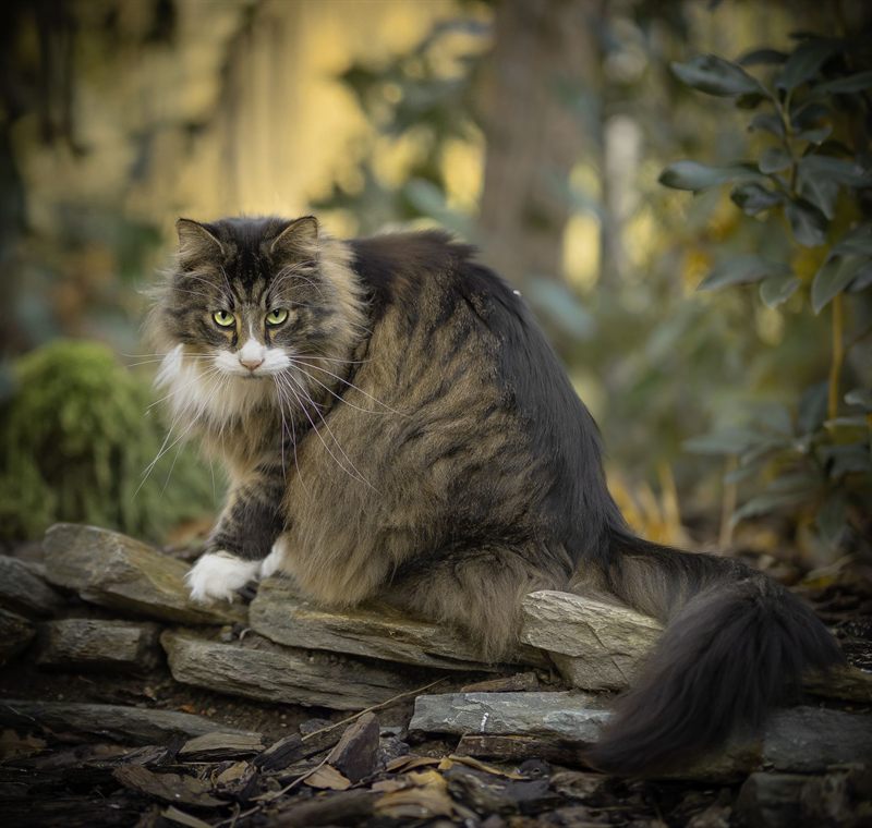 Norwegian Forest Cat