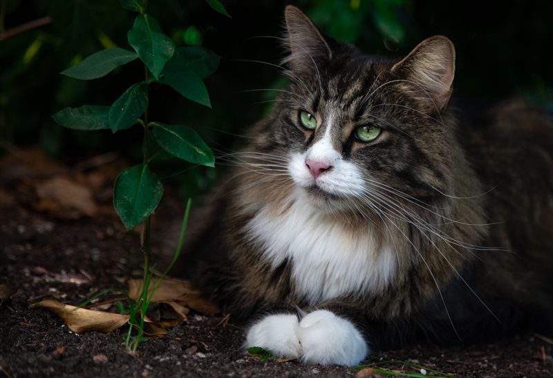 Norwegian Forest Cat
