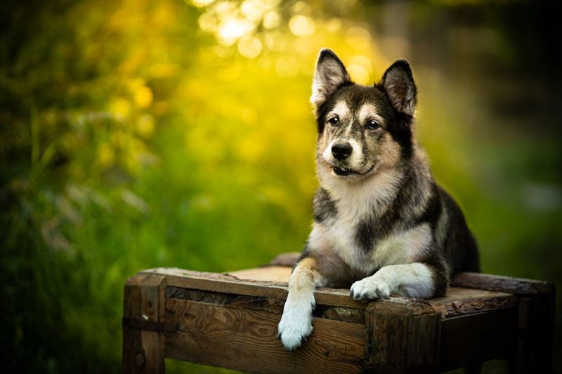 Mixed-breed dog photo