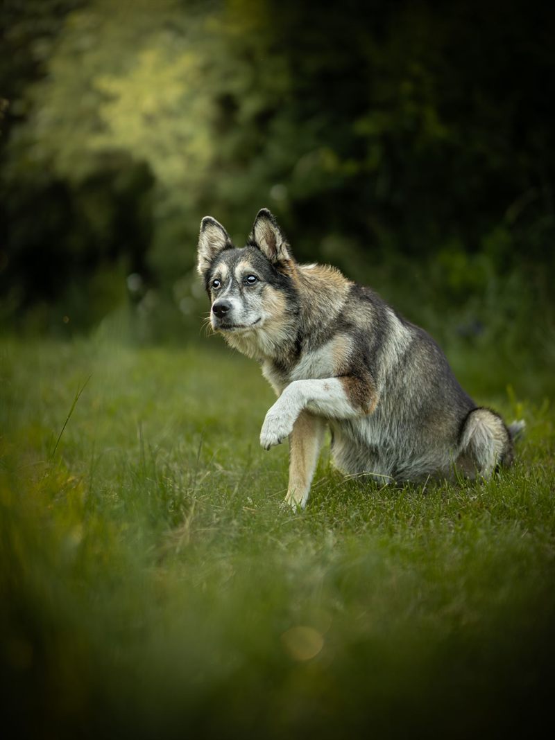 Mixed-breed dog photo