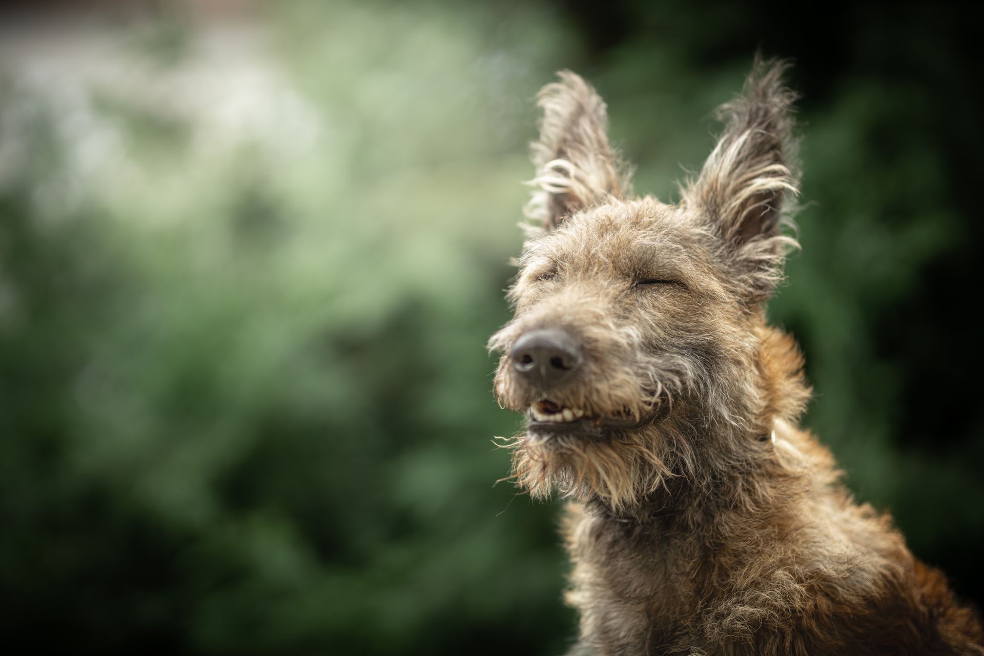 Dog photo session – Laekenois (Belgian Shepherd)