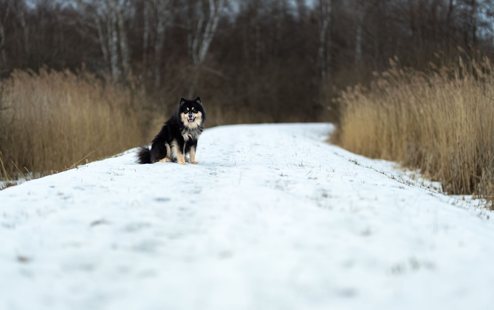 Finnish Lapphund (suomenlapinkoira) dog photo session