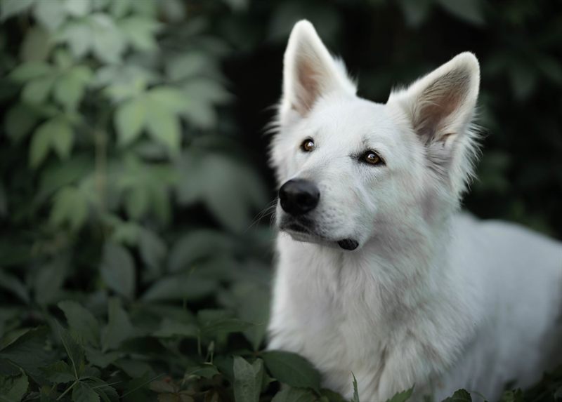 White Swiss Shepherd
