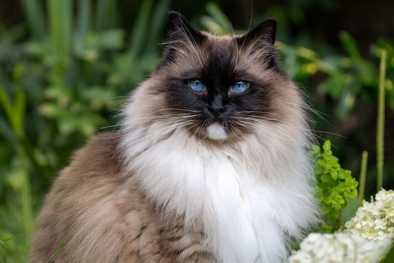 Ragdoll cat