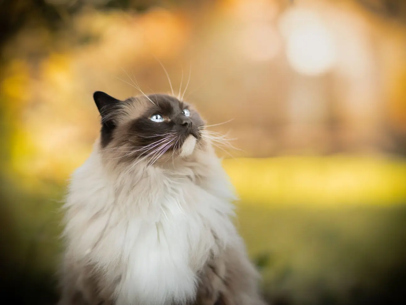 Ragdoll