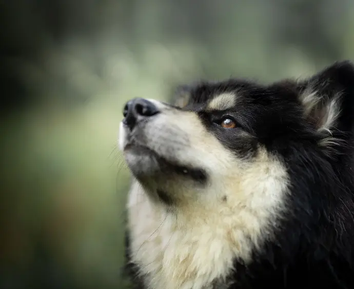 Fiński lapphund