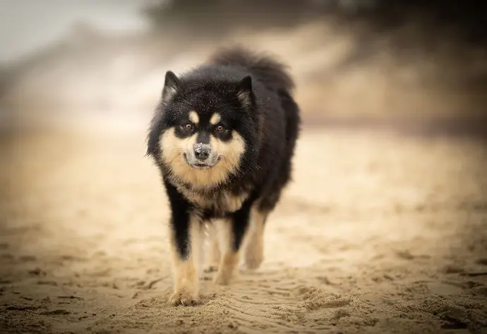 Fiński lapphund