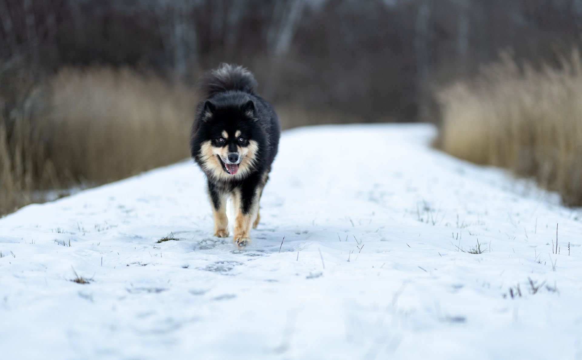 Fiński lapphund Zdjęcia